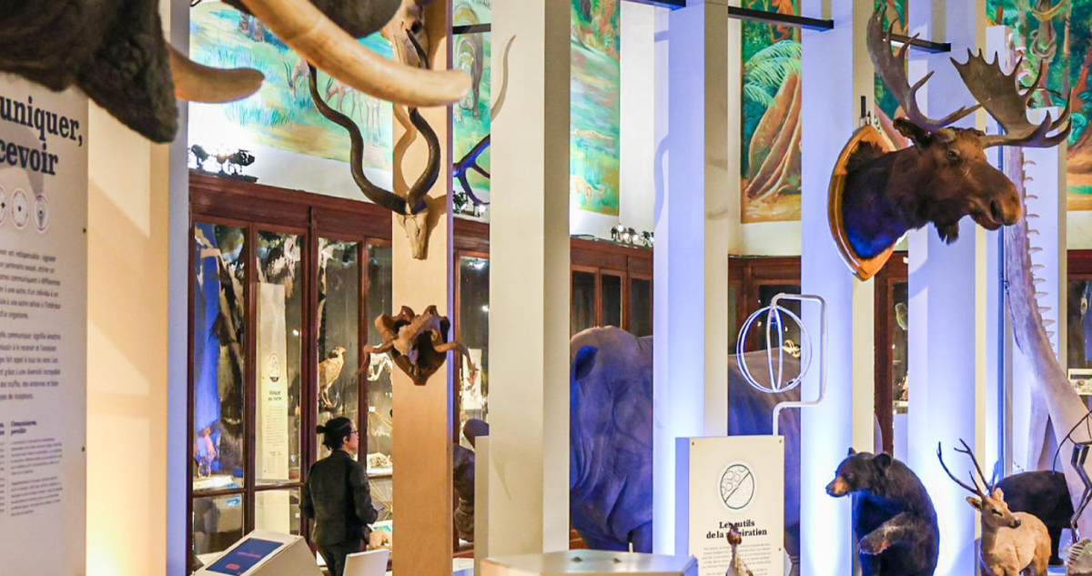 Visite flash au Muséum d'histoire naturelle