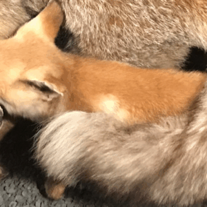 Visites flash contée : Le premier hiver de Renardo