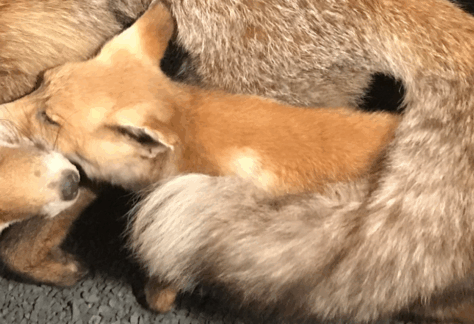 Visites flash contée : Le premier hiver de Renardo