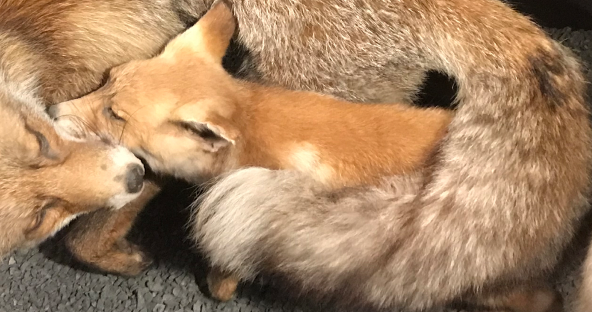 Visites flash contée : Le premier hiver de Renardo