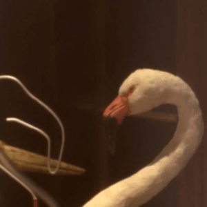 Les Petits jeux d’Aliçe au Muséum