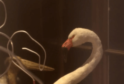 Les Petits jeux d’Aliçe au Muséum