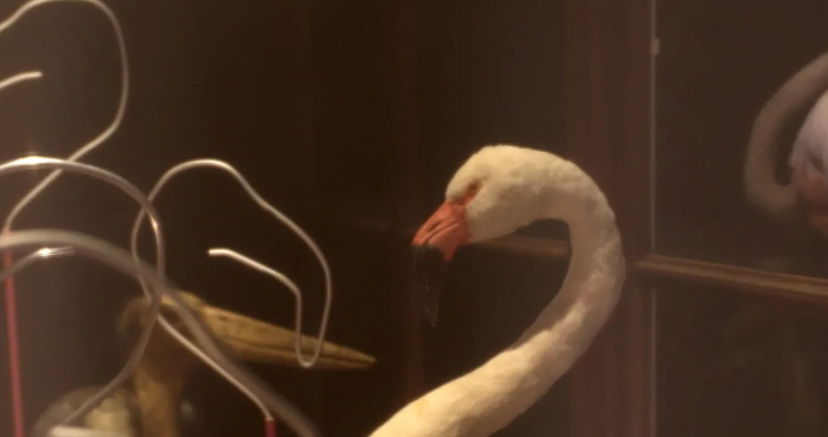 Les Petits jeux d’Aliçe au Muséum