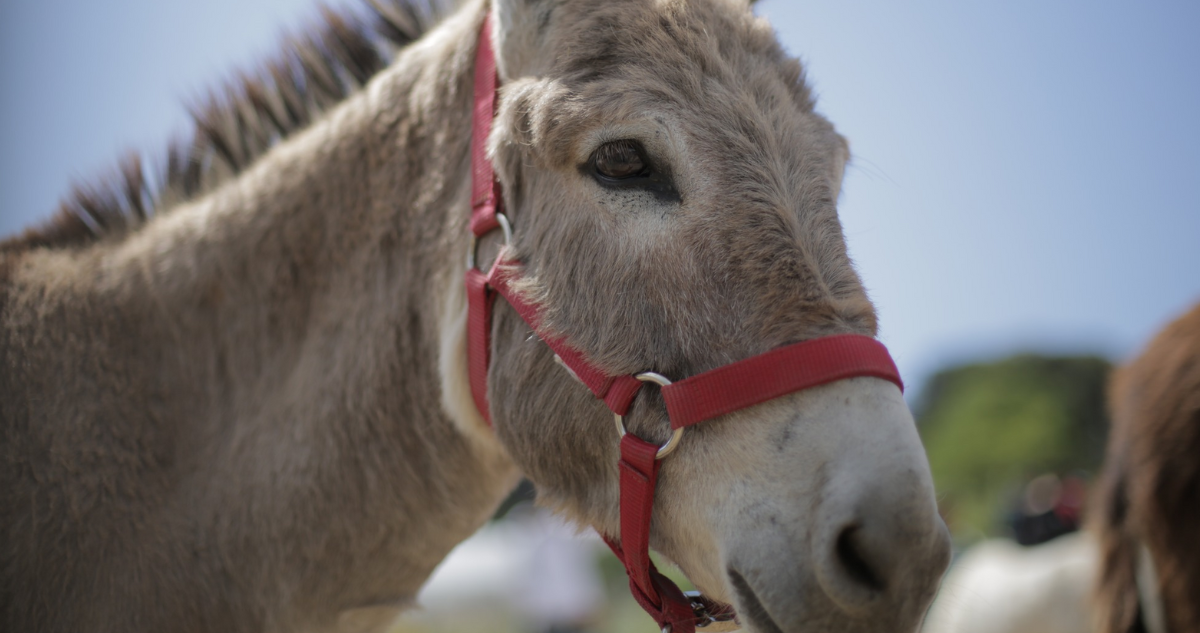 Nature Pature : Balade naturaliste avec les ânes de la Ferme du Roy d’Espagne