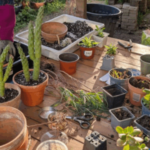 Nouvelle Pousse : bricolage & jardinage pour les jeunes curieux