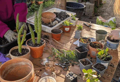 Nouvelle Pousse : bricolage & jardinage pour les jeunes curieux