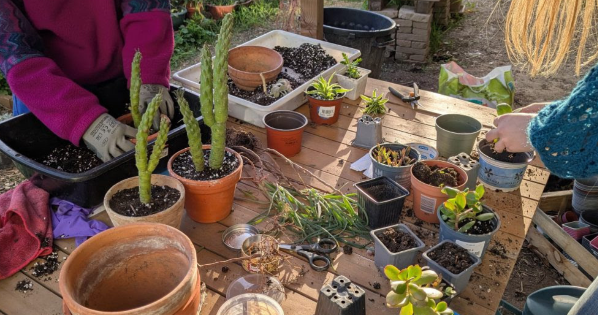 Nouvelle Pousse : bricolage & jardinage pour les jeunes curieux