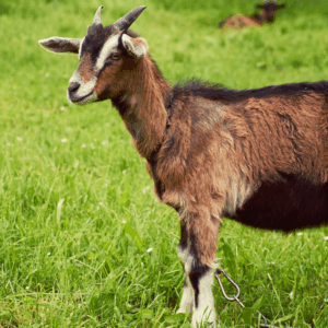 Sortie en famille à la ferme pédagogique d’Auriol