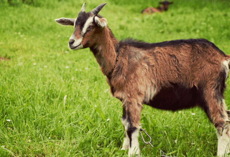 Sortie en famille à la ferme pédagogique d’Auriol