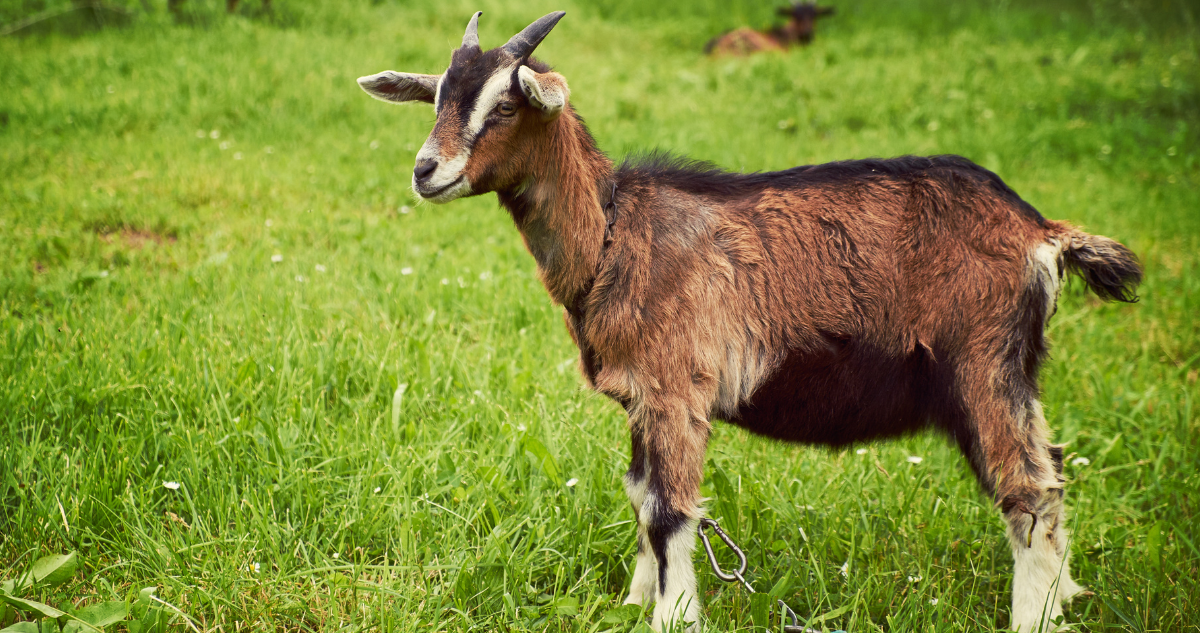 Sortie en famille à la ferme pédagogique d’Auriol