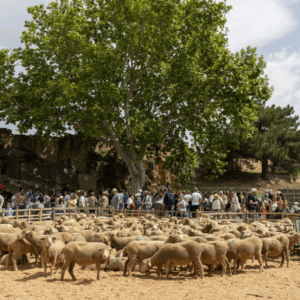 Transhumance et bergerie à Salon de Provence