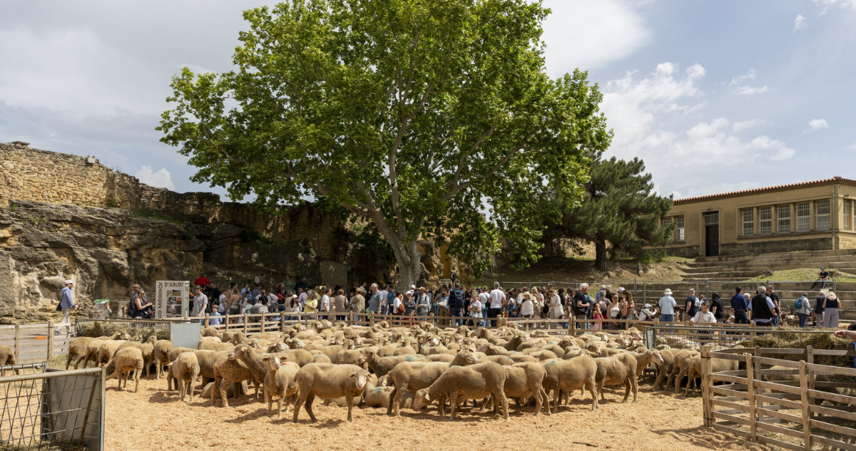 Transhumance et bergerie à Salon de Provence