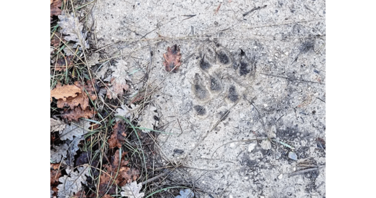 Randonnée « Loup, qui es-tu ? » : sur la piste du grand prédateur, en famille à Auriol