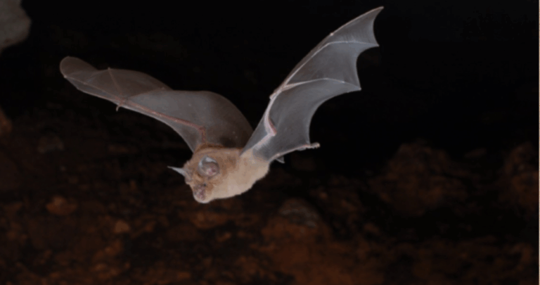 Nuit de la chauve-souris à Vitrolles : conférence et sortie nocturne en famille