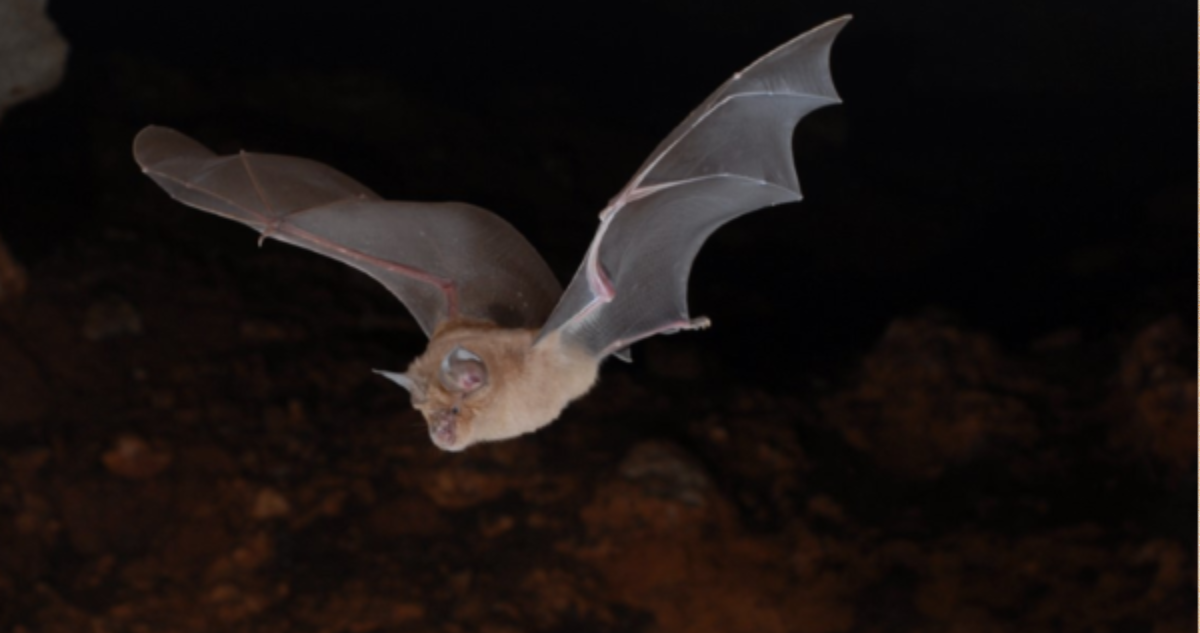 Nuit de la chauve-souris
