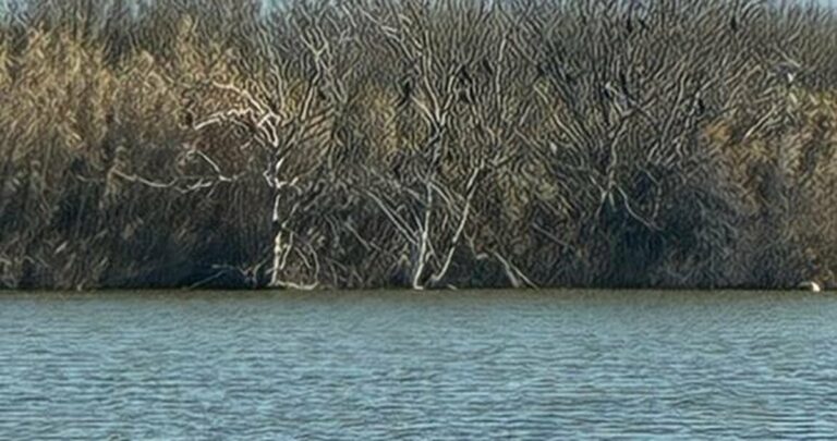 Les Secrets des Marais de Bolmon : balade nature gratuite en famille à Marignane