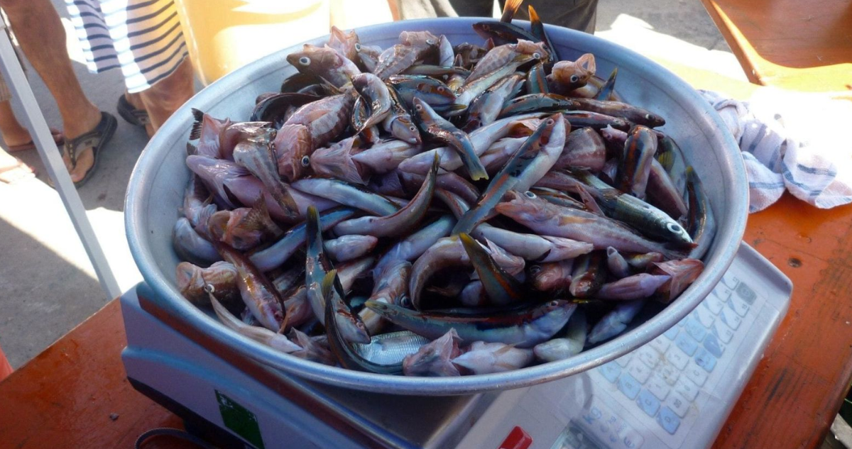 Journée pêche à Carro