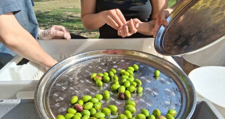 De l&rsquo;olive à l&rsquo;huile : récolter et presser des olives urbaines à Port-Saint-Louis-du-Rhône