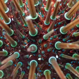 Animations flash "Mers et Océans"