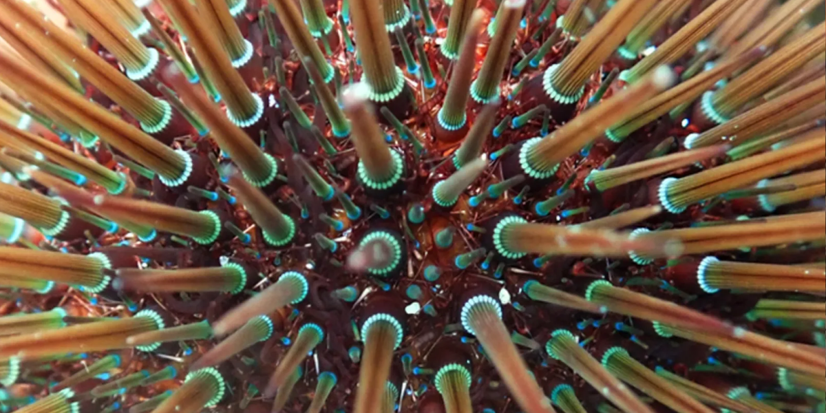 Animations flash "Mers et Océans"