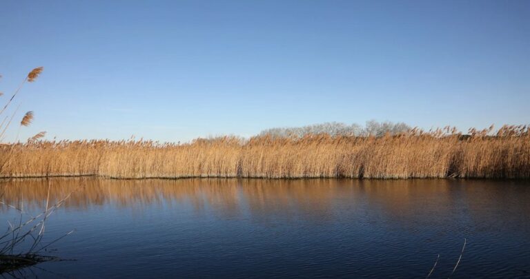 Observation de la faune avec la LPO à l’Étang des Aulnes : castor, libellules et rapaces, dès 8 ans