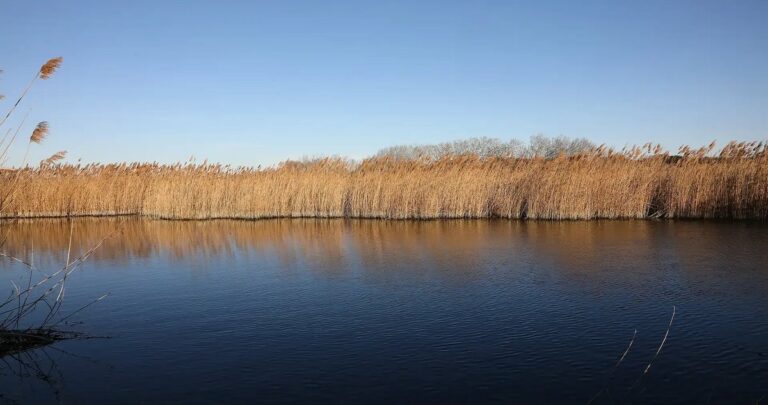 Découverte de l’Étang des Aulnes : balade nature gratuite dès 6 ans à Saint-Martin-de-Crau
