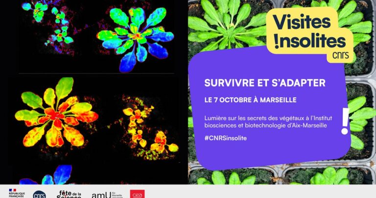Les secrets des plantes : visite insolite d&rsquo;un laboratoire de biologie végétale à Luminy