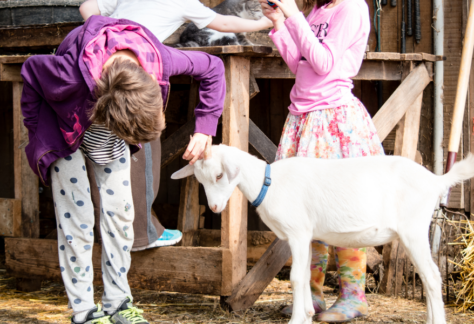 Festival Brin de Culture
