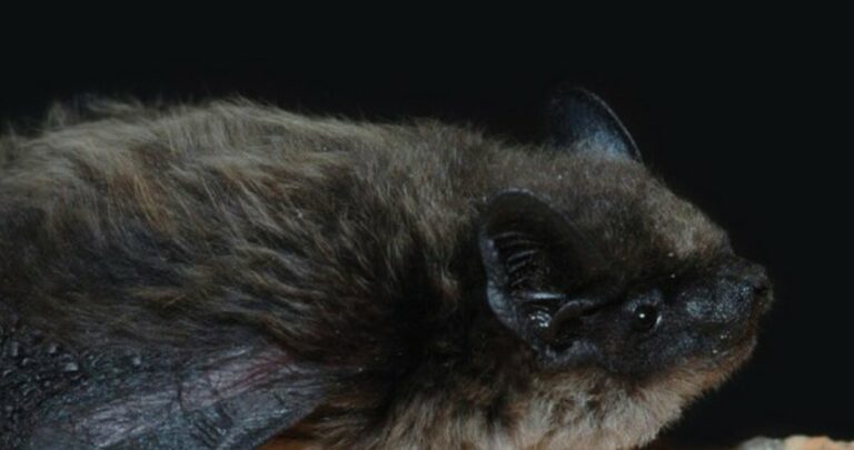 Soirée chauves-souris à Istres : conférence et sortie nocturne à l&rsquo;écoute des ultrasons