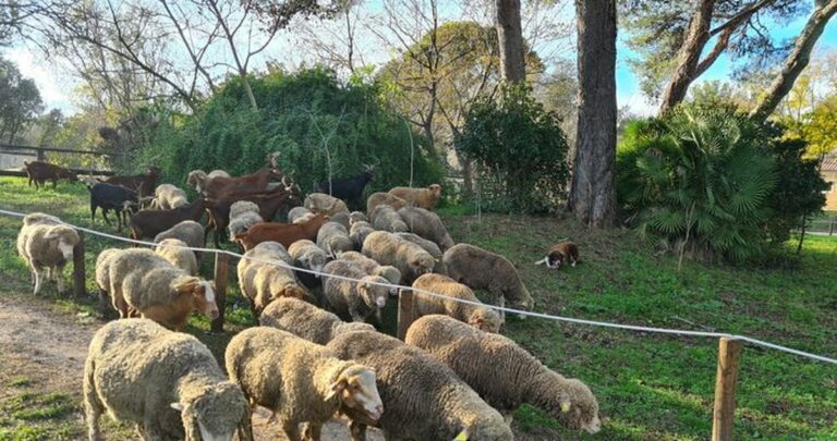Martigues fête ses animaux : une journée à la ferme de Figuerolles, entre calèche, ruches et éco-pâturage