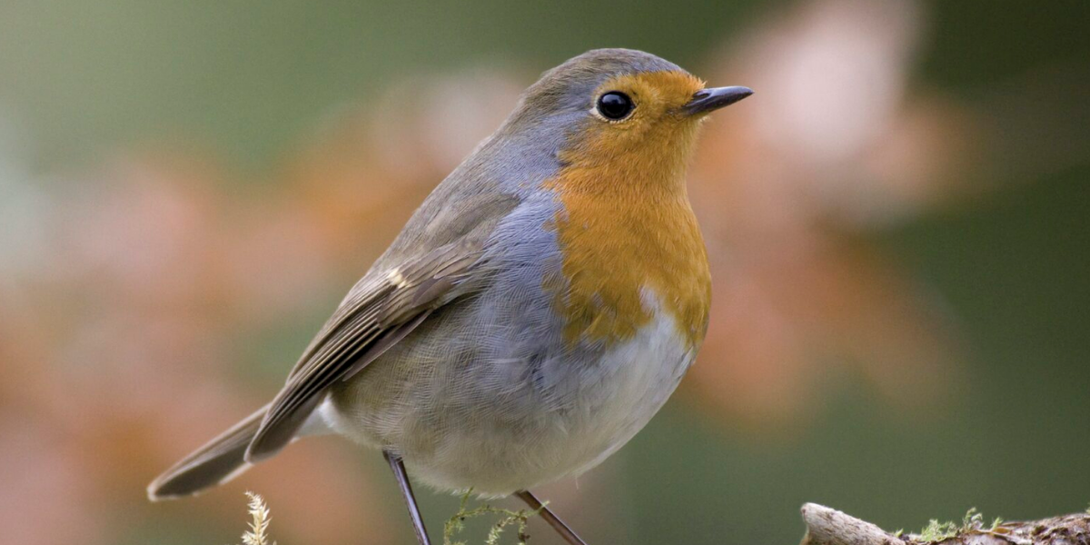 Sortie nature : à la découverte des oiseaux des jardins de Vitrolles