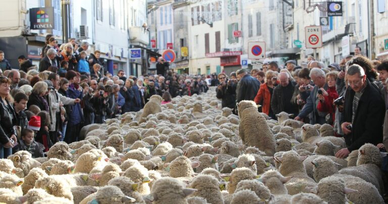 Fête des Bergers et des Traditions 2026 à Istres : trois semaines de transhumance et de Provence
