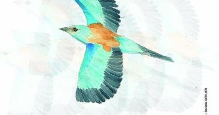 Dessine ton rollier à l&rsquo;aquarelle : atelier nature gratuit à Barbentane
