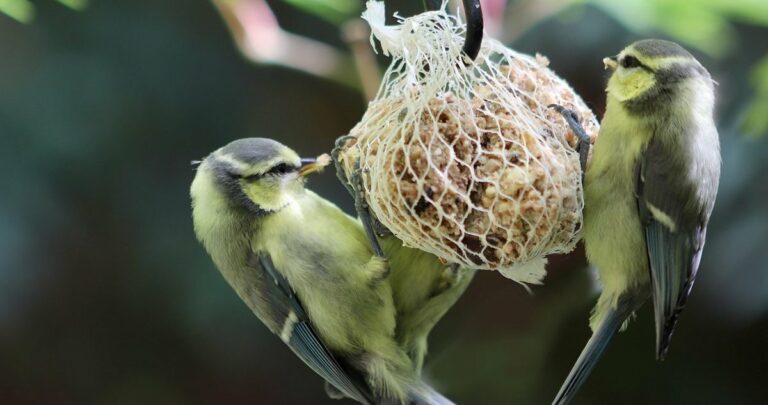 Café-jardin « Aider les oiseaux en hiver » avec la LPO à Venelles : atelier mangeoire
