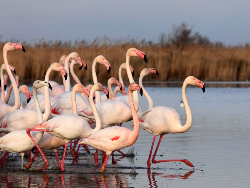 Parc ornithologique du Pont de Gau