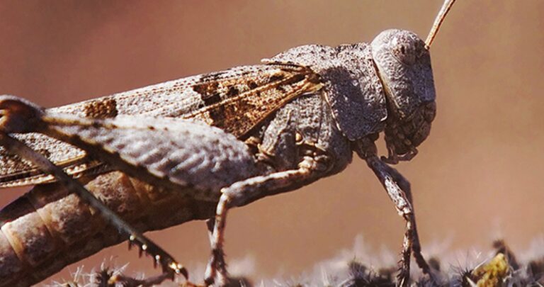 Sortie nature à Istres : à la découverte des insectes et petites bêtes
