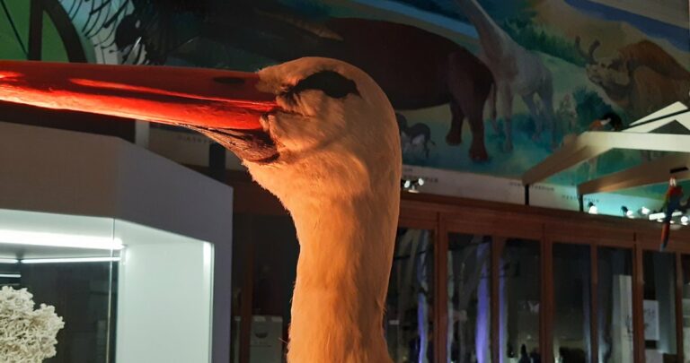 Safaris des petits : le Muséum de Marseille à la lampe torche pendant les vacances de Noël, dès 3 ans