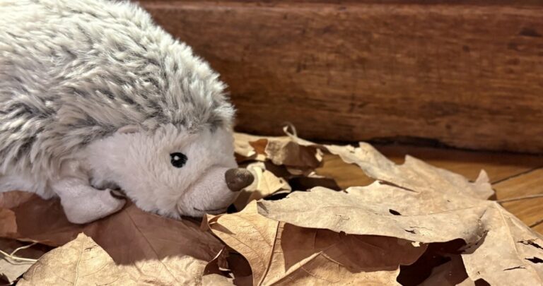 Le premier automne de Simon le hérisson : une animation contée pour les 3-6 ans au Muséum de Marseille