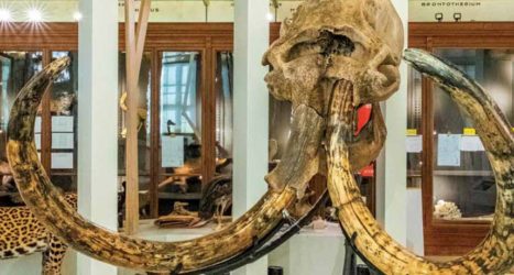 terre-evolution-museum Terre d’évolution, parcours muséum histoire naturelle
